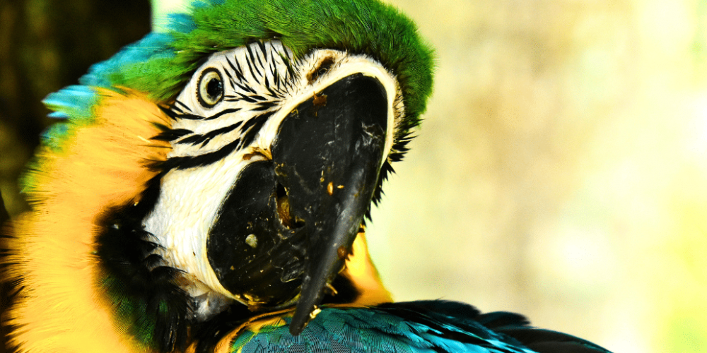 costa-rica-ff-sloth-and wildlife-rescue-center-27