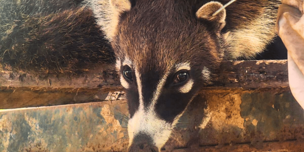 costa-rica-ff-sloth-and wildlife-rescue-center-3