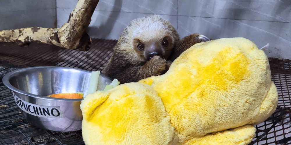 costa-rica-ff-sloth-and wildlife-rescue-center-30