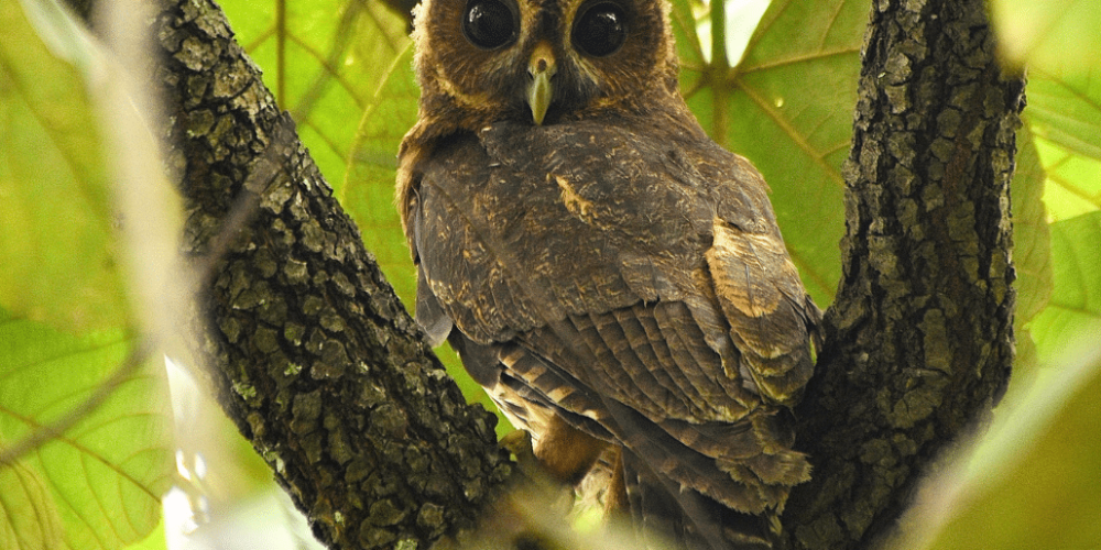 costa-rica-ff-sloth-and wildlife-rescue-center-4