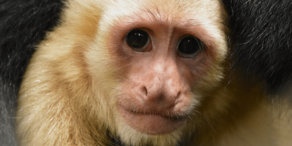 costa-rica-ff-sloth-and wildlife-rescue-center-5