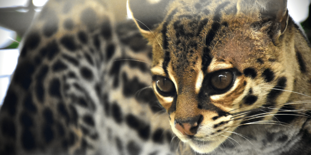 costa-rica-ff-sloth-and wildlife-rescue-center-6