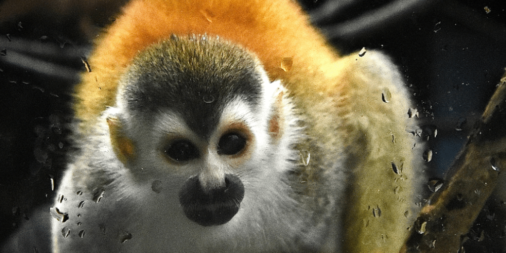 costa-rica-ff-sloth-and wildlife-rescue-center-7