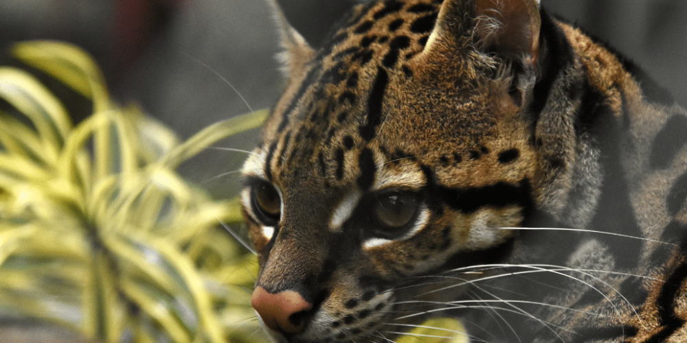 costa-rica-ff-sloth-and wildlife-rescue-center-8