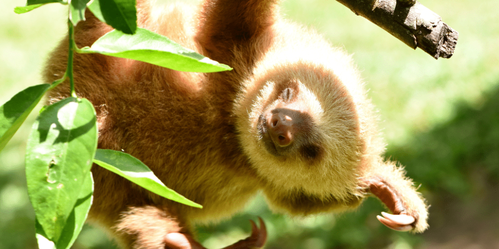 costa-rica-ff-sloth-and wildlife-rescue-center-9