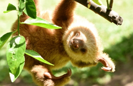 costa-rica-ff-sloth-and wildlife-rescue-center-main-1