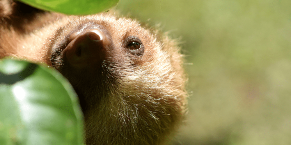 costa-rica-ff-sloth-and wildlife-rescue-center10