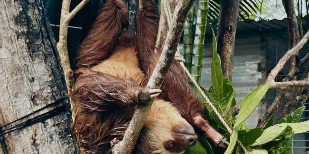 costa-rica-ff-sloth-and wildlife-rescue-center18
