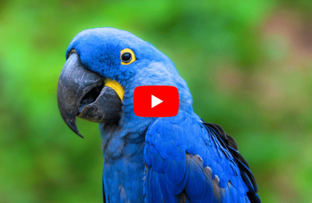 costa-rica-macaw-and-wildlife-sanctuary-main-2025-1