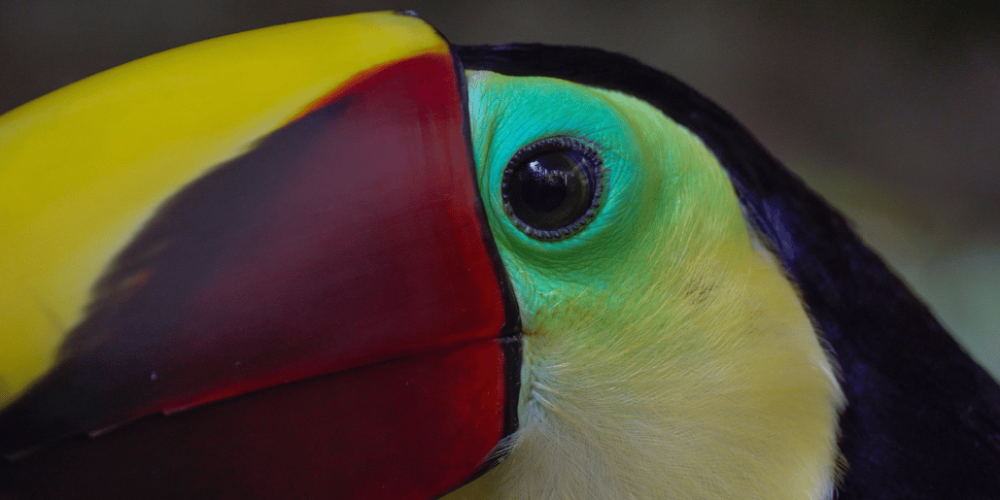 costa-rica-macaw-and-wildlife-sanctuary3