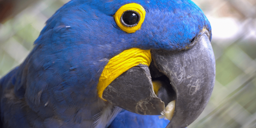 costa-rica-macaw-and-wildlife-sanctuary5