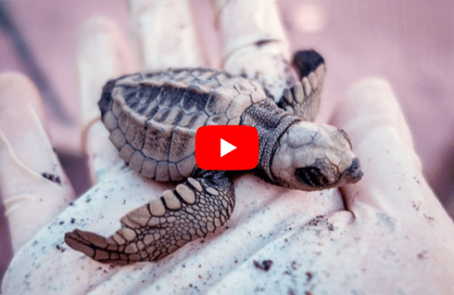 costa-rica-montezuma-sea-turtle-volunteer-program-main1