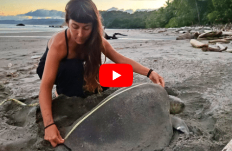 costa-rica-pacific-sea-turtle-volunteer-program-main1