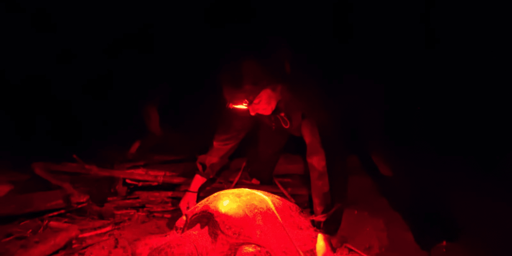 costa-rica-pacific-sea-turtle-volunteer-program18