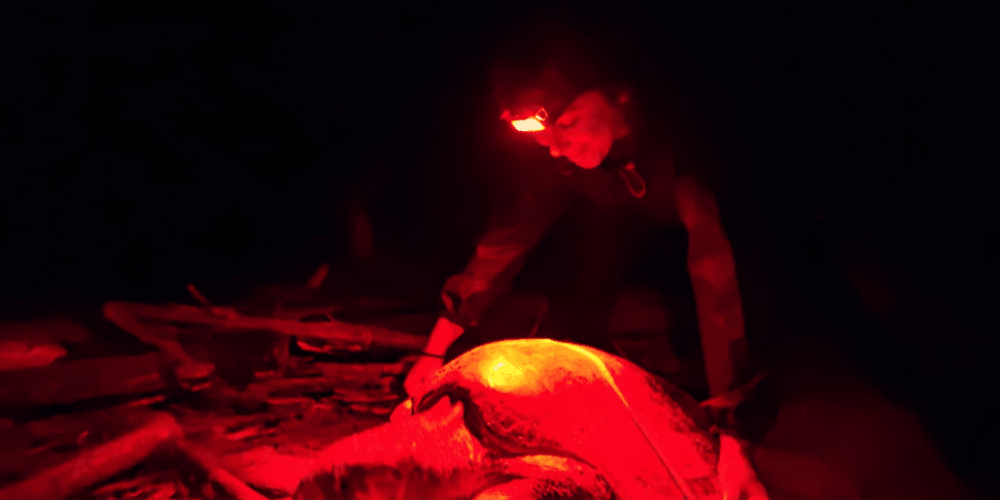 costa-rica-pacific-sea-turtle-volunteer-program19
