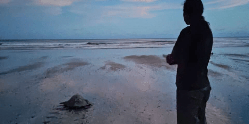 costa-rica-pacific-sea-turtle-volunteer-program22