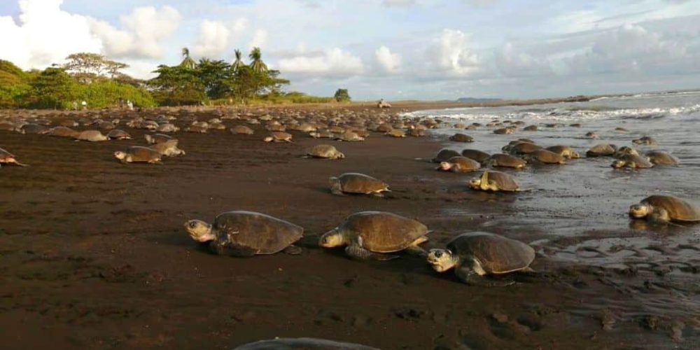 costa-rica-sea-turtle-conservation-new2
