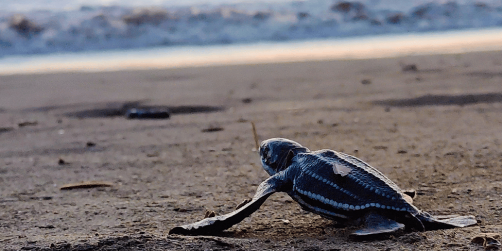 costa-rica-sea-turtle-conservation-new21