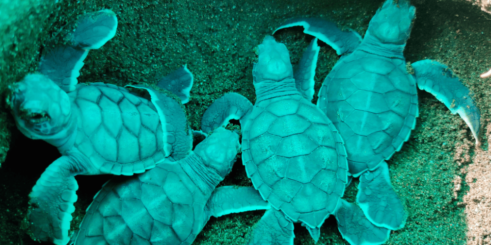 costa-rica-sea-turtle-conservation-new23