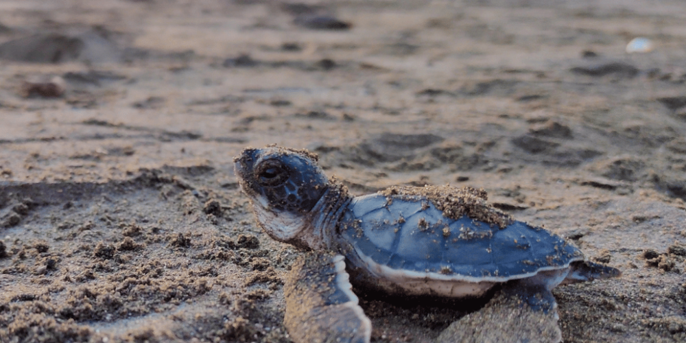costa-rica-sea-turtle-conservation-new27