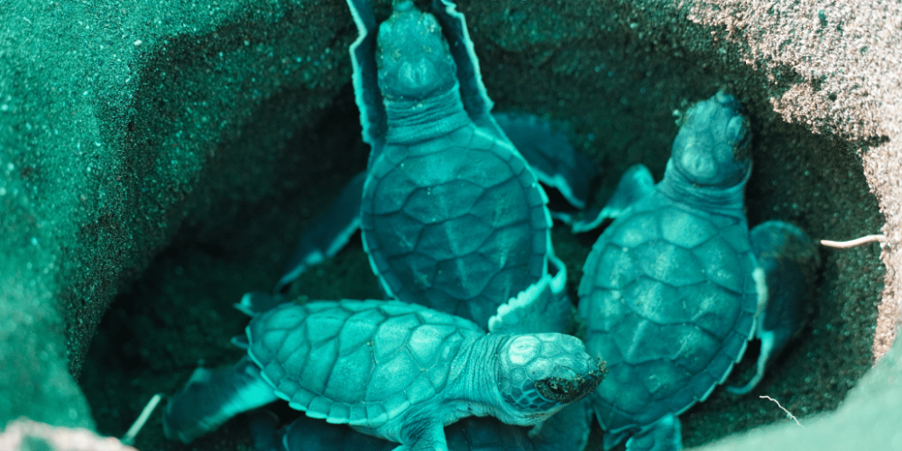 costa-rica-sea-turtle-conservation-new29