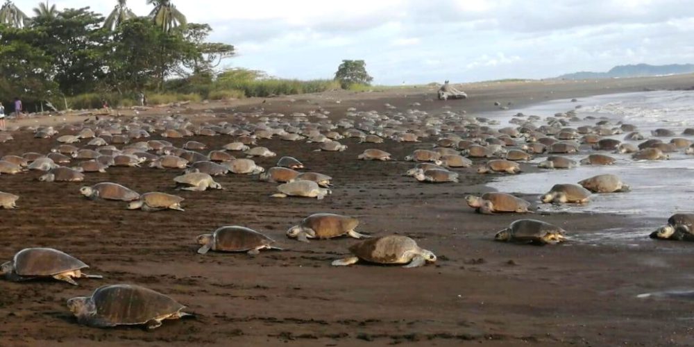 costa-rica-sea-turtle-conservation-new3