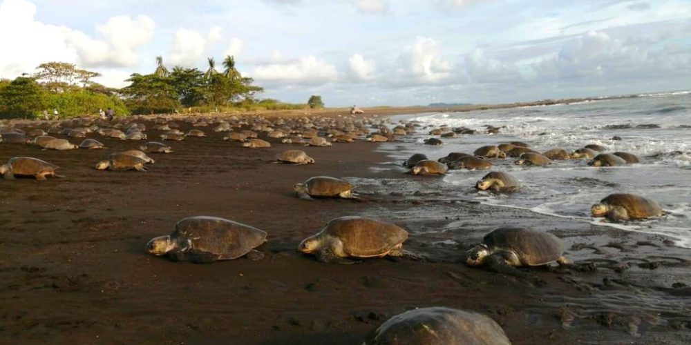 costa-rica-sea-turtle-conservation-new4