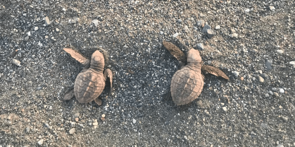 costa-rica-sea-turtle-protection-eco-oasis20