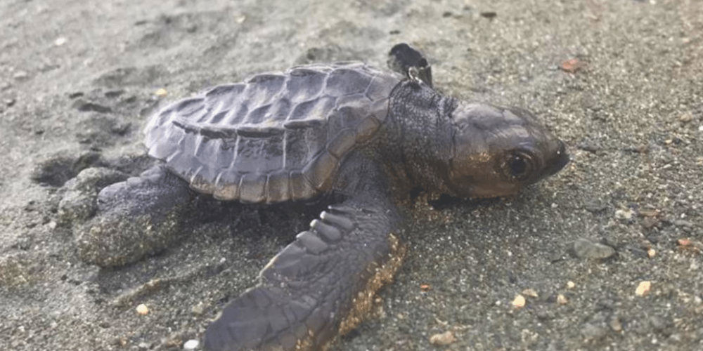 costa-rica-sea-turtle-protection-eco-oasis3