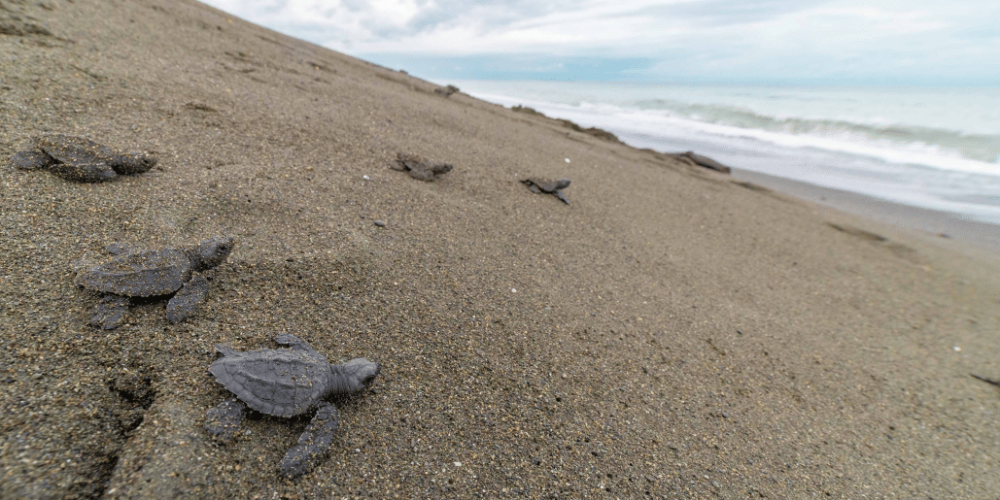 costa-rica-sea-turtle-protection-eco-oasis6