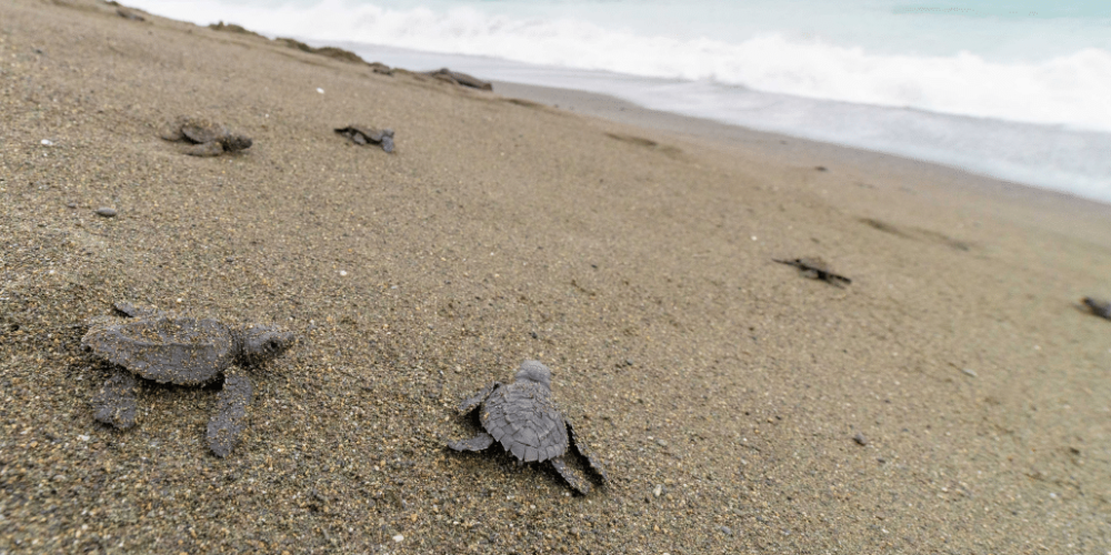 costa-rica-sea-turtle-protection-eco-oasis8