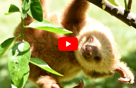 costa-rica-sloth-and-wildlife-rescue-center-main-3