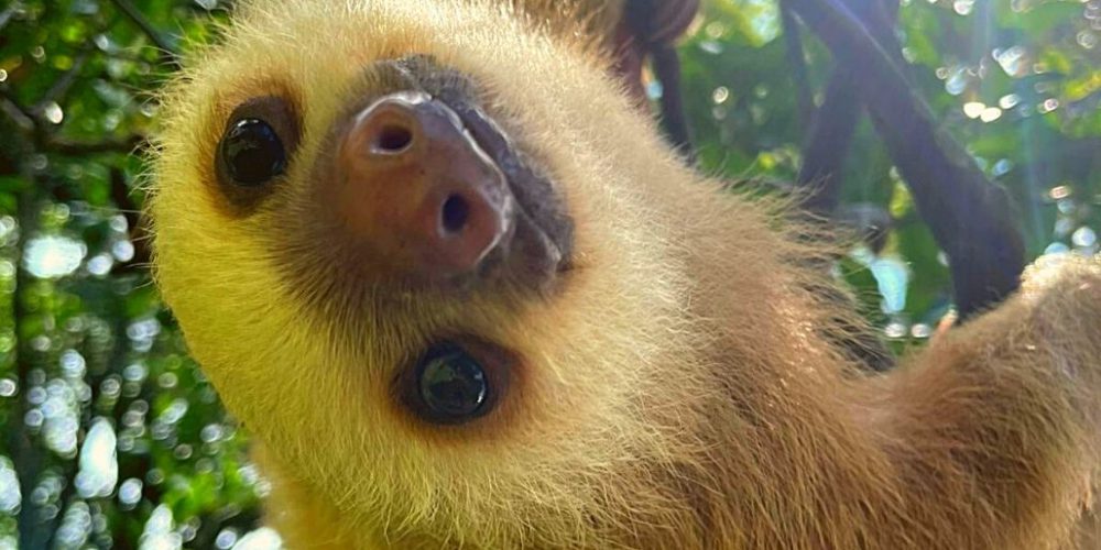 costa-rica-sloth-and-wildlife-rescue-center-new1