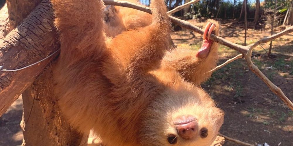 costa-rica-sloth-and-wildlife-rescue-center-new10