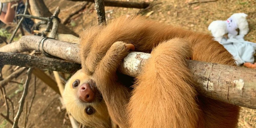 costa-rica-sloth-and-wildlife-rescue-center-new11
