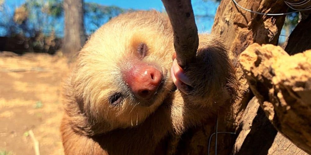 costa-rica-sloth-and-wildlife-rescue-center-new2