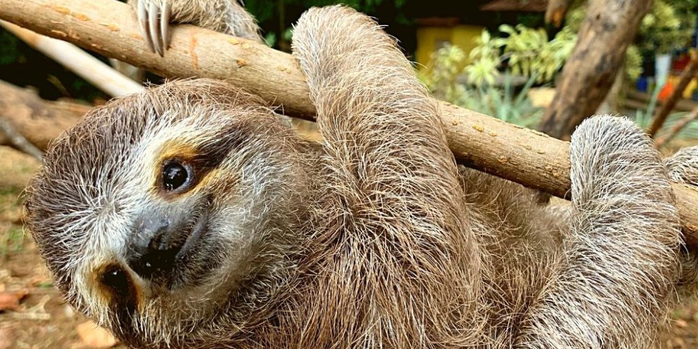 costa-rica-sloth-and-wildlife-rescue-center-new3