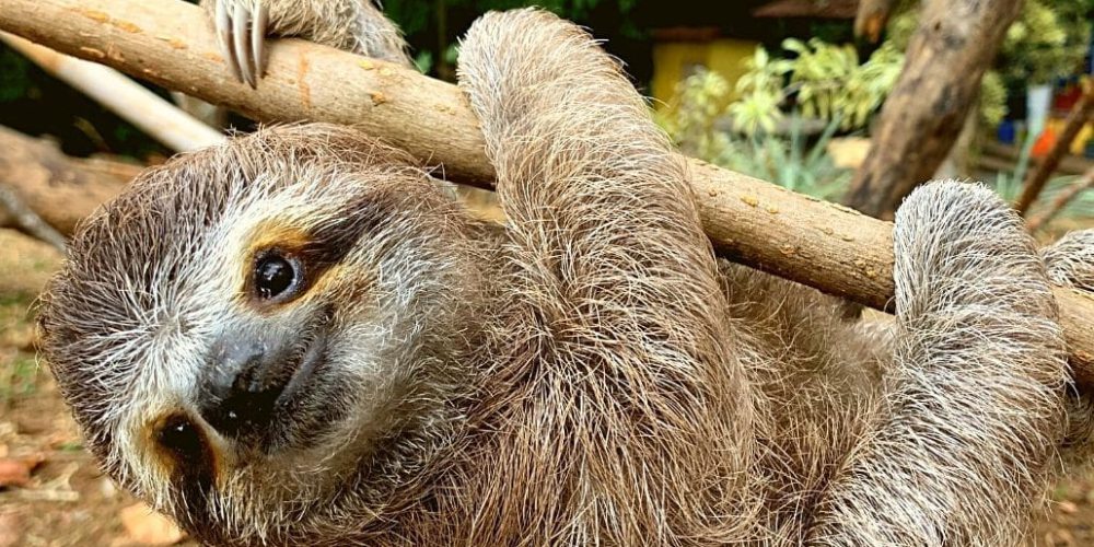 costa-rica-sloth-and-wildlife-rescue-center-new3