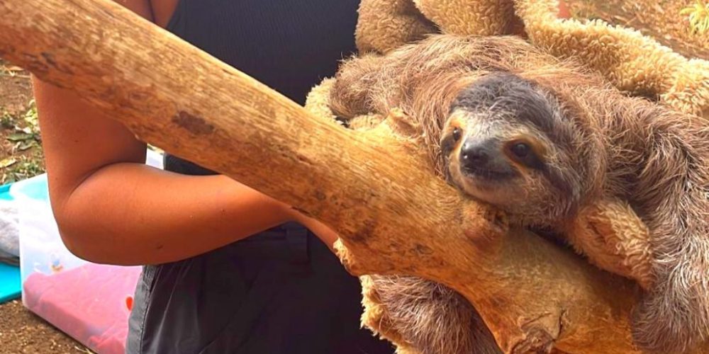 costa-rica-sloth-and-wildlife-rescue-center-new7