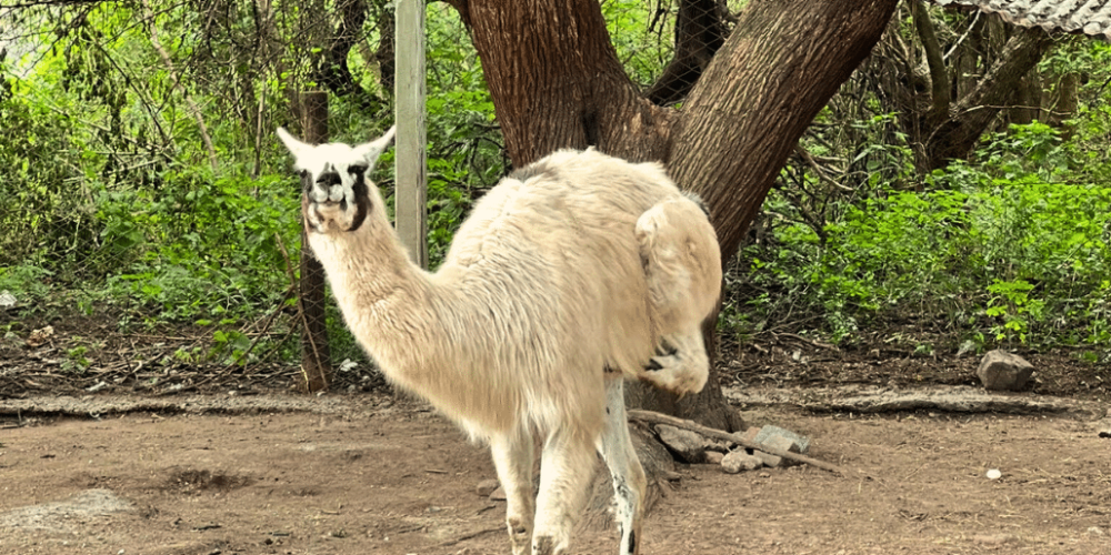 culture-community-service-eco-adventure-for -teenagers-28