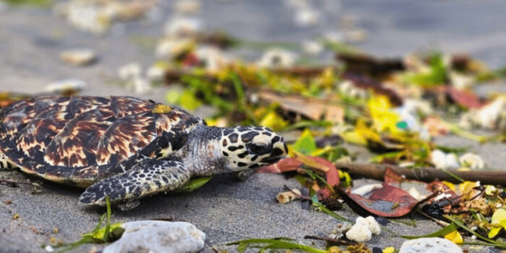 indinesia-lombok-island-sea-turtle-conservation-15