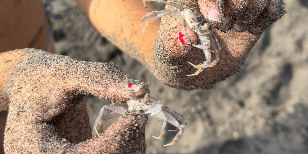 indinesia-lombok-island-sea-turtle-conservation-18