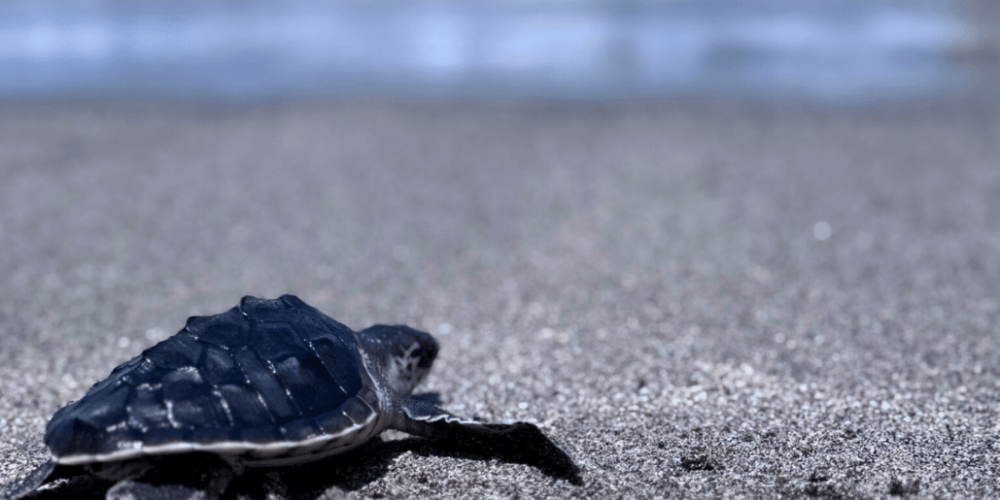 indinesia-lombok-island-sea-turtle-conservation-2