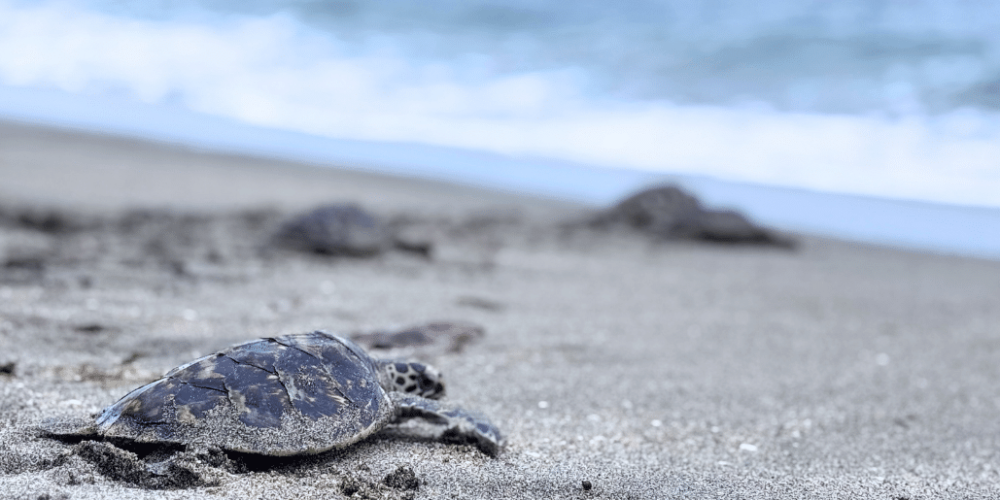 indinesia-lombok-island-sea-turtle-conservation-21