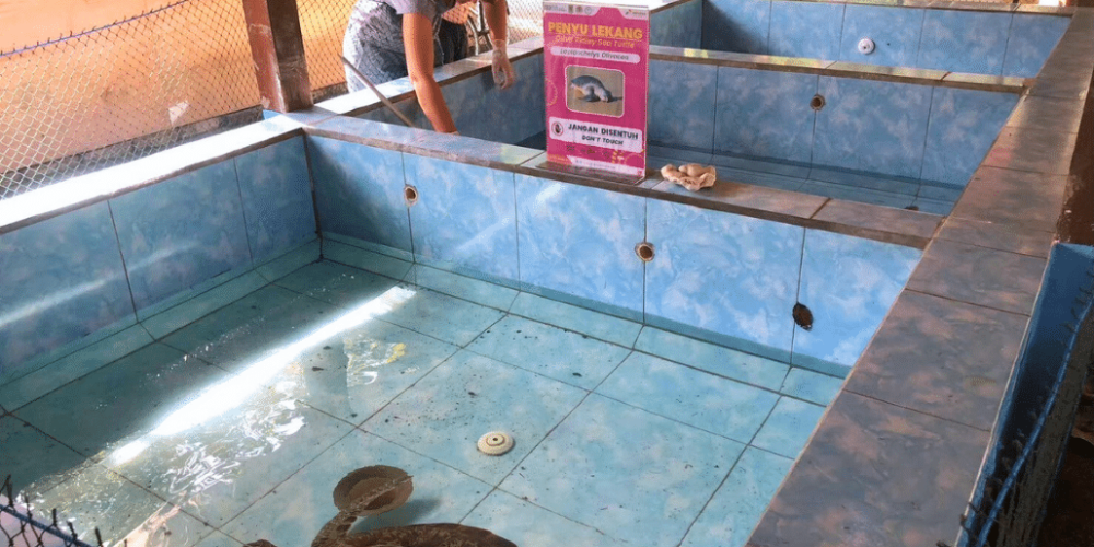 indinesia-lombok-island-sea-turtle-conservation-22