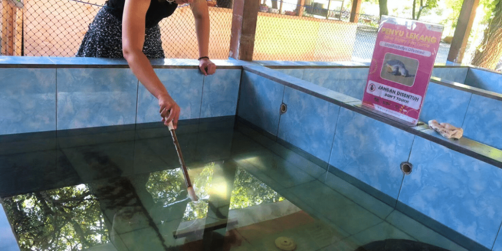 indinesia-lombok-island-sea-turtle-conservation-23