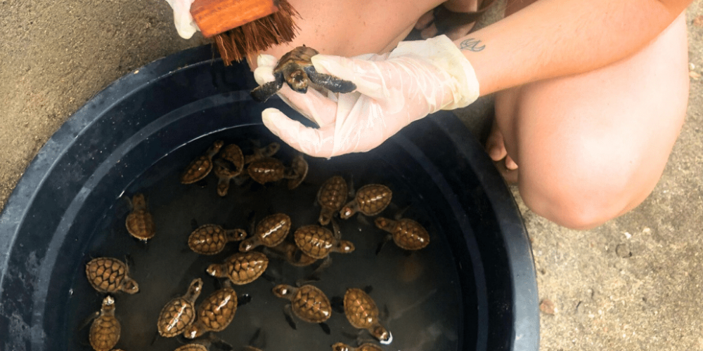 indinesia-lombok-island-sea-turtle-conservation-5