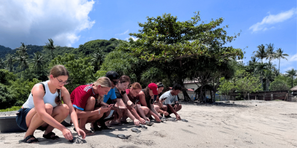 indinesia-lombok-island-sea-turtle-conservation-6