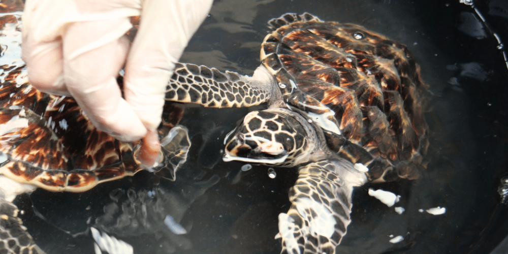 indinesia-lombok-island-sea-turtle-conservation-9
