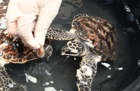 indinesia-lombok-island-sea-turtle-conservation-main-1